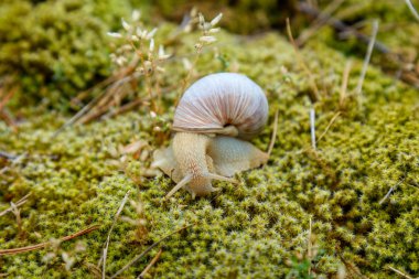 Yosun yüzeyinde oturan salyangoz