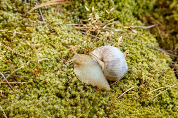 Равлик сидить на поверхні моху — стокове фото