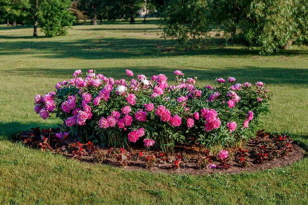 Aiuola con peonie in fiore — Foto Stock