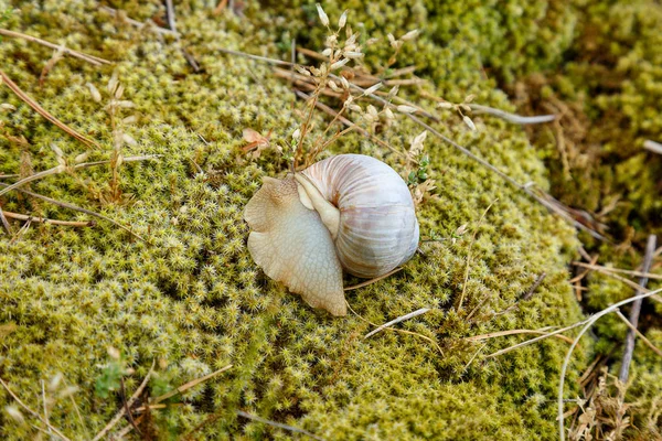 Snail sitting on the moss surface — Stock Photo, Image