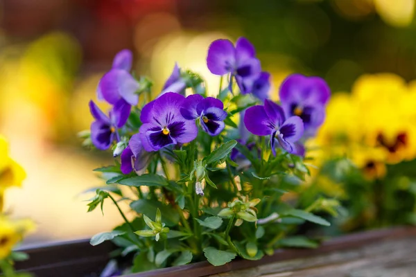 Pansy violeta-lila —  Fotos de Stock