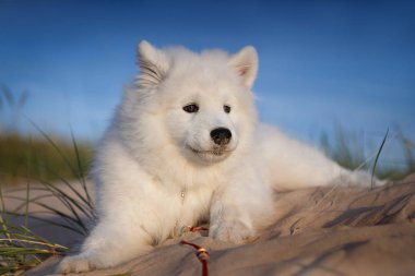 Samoyed köpek yavrusu yalan söylüyor