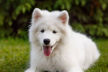 Beyaz yavru Samoyed Husky