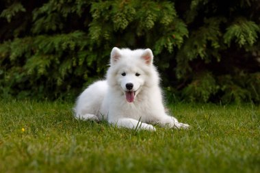 Beyaz yavru Samoyed Husky