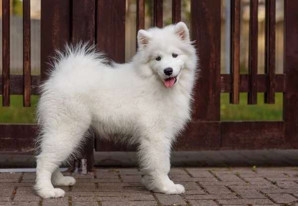 Blanco cachorro samoyed husky —  Fotos de Stock