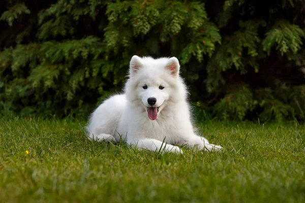 Fehér Kiskutya szamojed husky — Stock Fotó