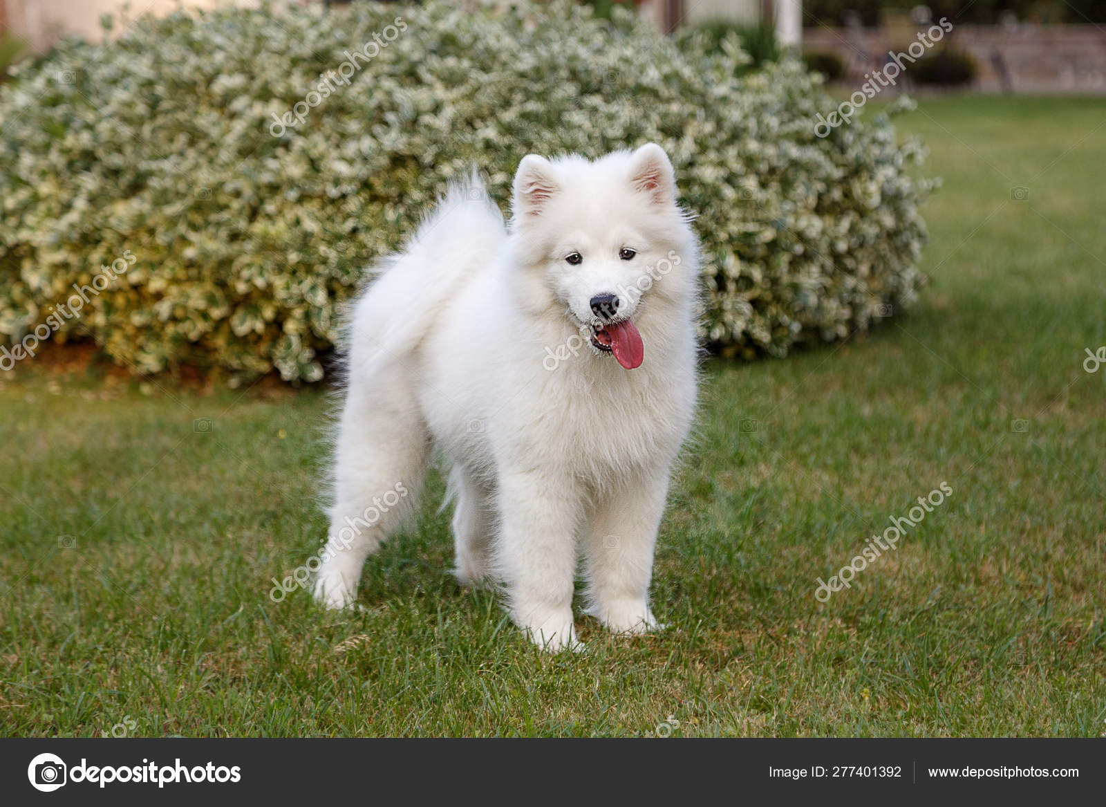 White Samoyed Puppy Samoyed Small Breed Pomeranian/American Eskimo Puppy  White ID:27854 Located At Petland, image size:1600x1167