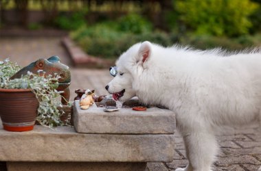Beyaz yavru Samoyed Husky