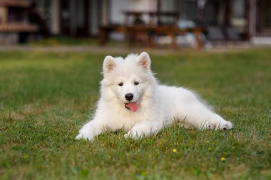 Beyaz yavru Samoyed Husky