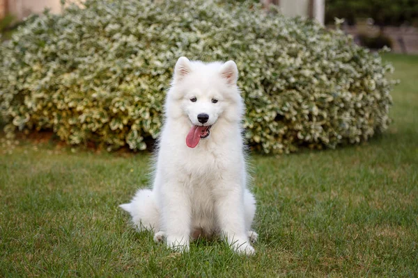 Blanco cachorro samoyed husky —  Fotos de Stock