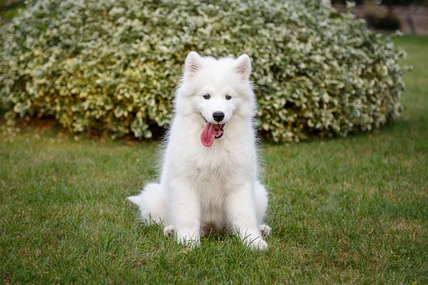 Cachorro branco samoyed husky — Fotografia de Stock