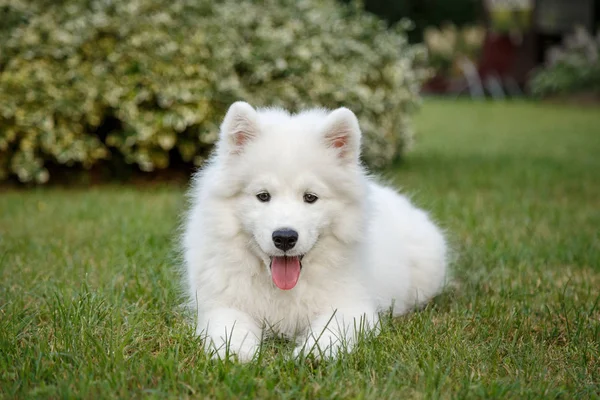Bílé štěně samosebou — Stock fotografie