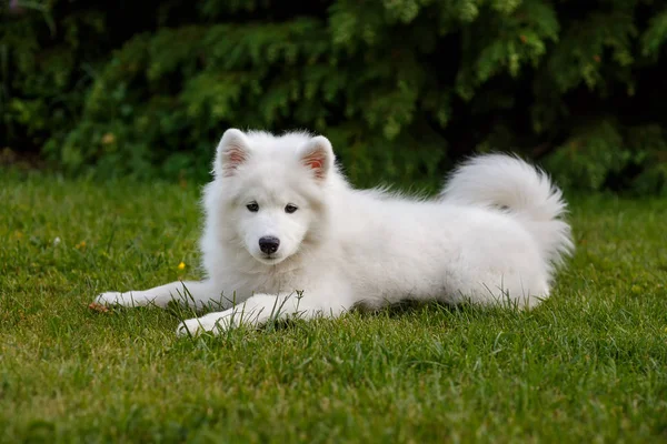 Белый щенок самоед хаски — стоковое фото