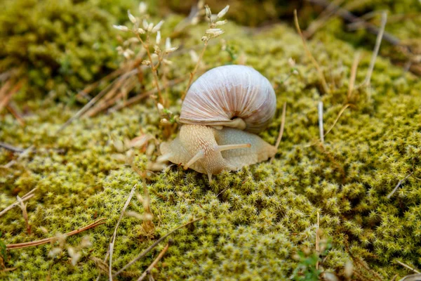 Schnecke sitzt auf der Moosoberfläche — Stockfoto