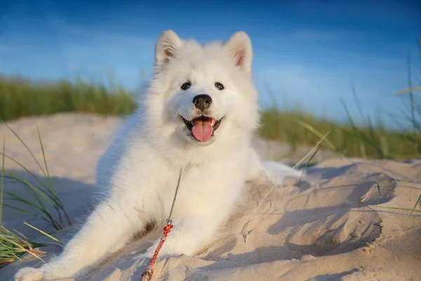Beyaz yavru Samoyed Husky