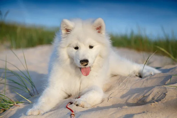 Biały szczeniak Samoyed Husky — Zdjęcie stockowe