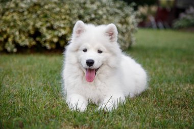 Beyaz yavru Samoyed Husky