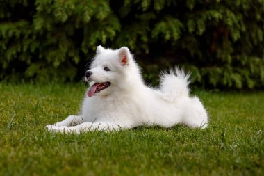 Beyaz yavru Samoyed Husky