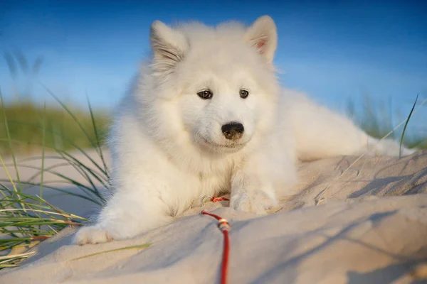 Blanco cachorro samoyed husky —  Fotos de Stock