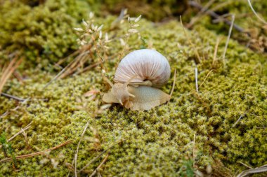 Yosun yüzeyinde oturan salyangoz