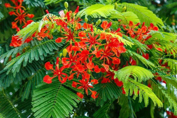 Exotic Red Tropical Tree Flowers — Stok Foto