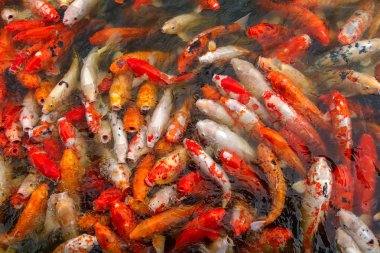 Koi Balığı Besleme