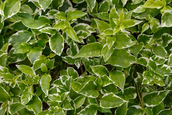 Achtergrond van groene bladeren — Stockfoto