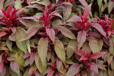 Parlak dekoratif çimenlerden arka plan