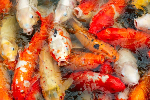 Çok renkli sazan grubu Koi