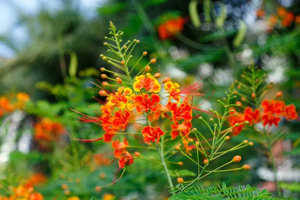 Fleur d'herbe décorative de couleur rouge — Photo