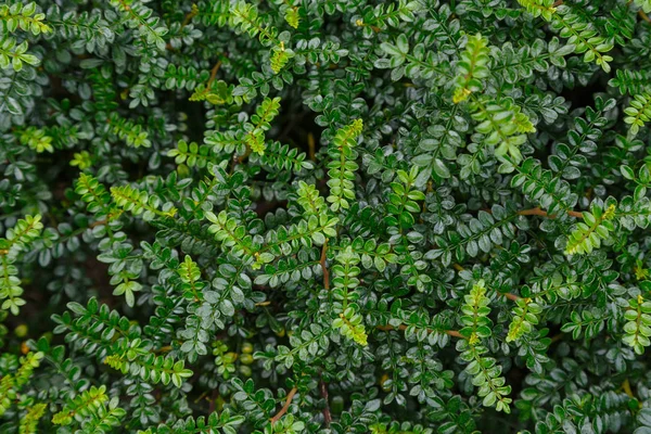 Фон зеленого листя — стокове фото