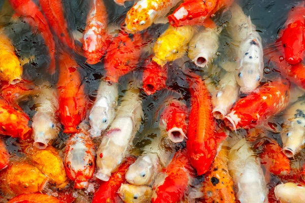 Çok renkli sazan grubu Koi