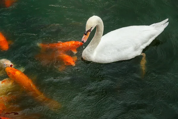 Labuť bílá a Koi Carps — Stock fotografie