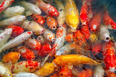 çok renkli koi sazanları grubu