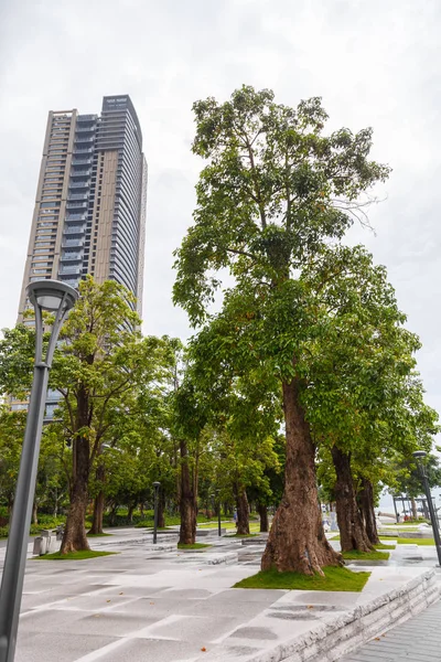 View of an alley with exotic southern trees and a municipal high-rise building — Stock Photo, Image