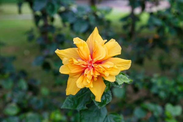 Egzotyczne chińskie Róża Kwiat — Zdjęcie stockowe