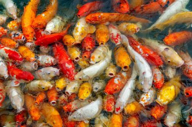 çok renkli koi sazanları grubu