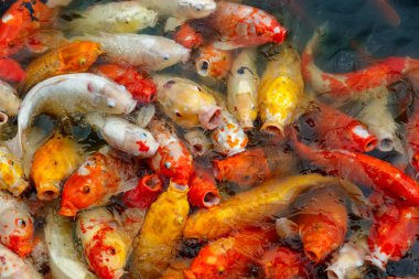 çok renkli koi sazanları grubu