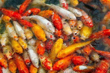 çok renkli koi sazanları grubu