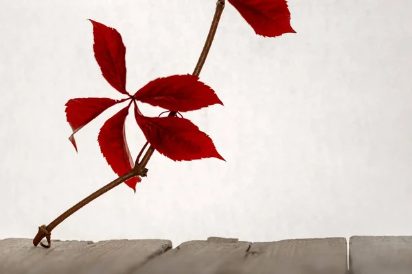 Feuille d'automne rouge sur une branche sur un fond blanc et bois — Photo