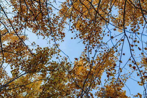 Tops of trees with yellow leaves against a blue sky — Stock Photo, Image