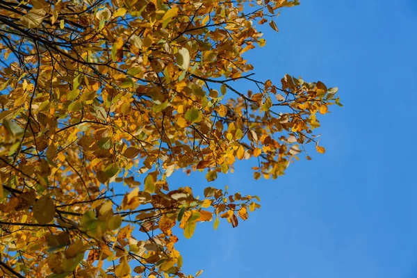 Branches with yellow fading leaves against the blue sky