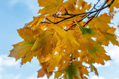 Sonbahar akçaağaç yaprakları