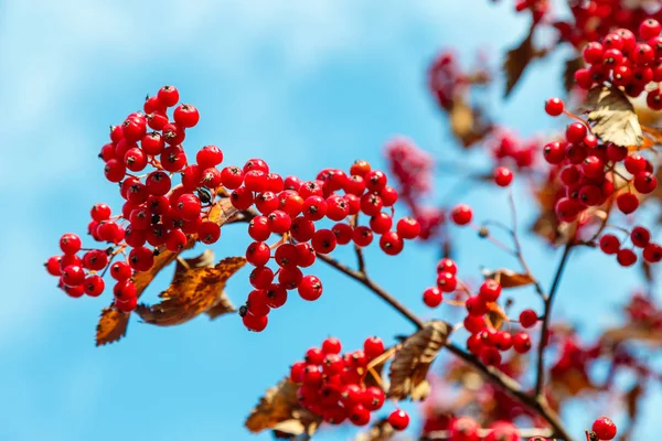 Red berries of hawthorn — Stock Photo, Image