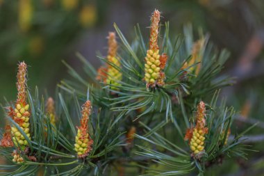 Çiçek açan çam ağacı ön planda odaklanmış. Çam çiçeklerinin nasıl açtığını. Çiçekli kozalaklı ağaçlar..