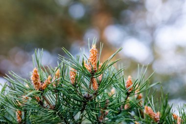 Çiçek açan çam ağacı ön planda odaklanmış. Çam çiçeklerinin nasıl açtığını. Çiçekli kozalaklı ağaçlar..