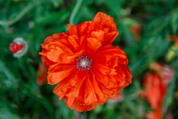 Red Poppy Flowers Flowerbed Close Decorative Grade — Stock Photo, Image