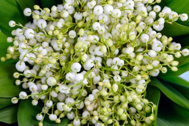 Vadinin zambak buketi. Yakından, en üstten, parça.