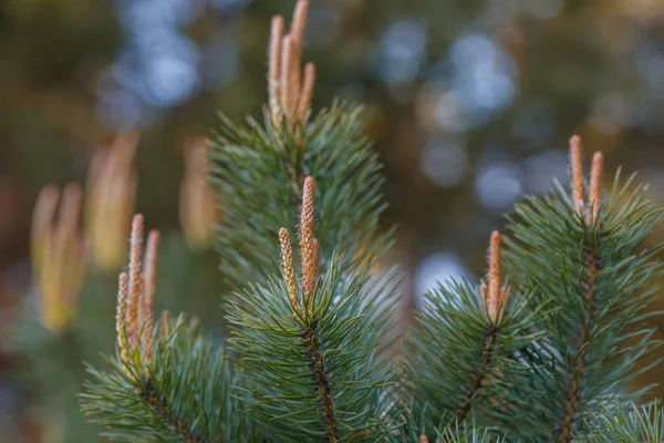 Blooming Pine Tree Closeup Focus Foreground How Pine Blossoms Flowering — Stock Photo, Image