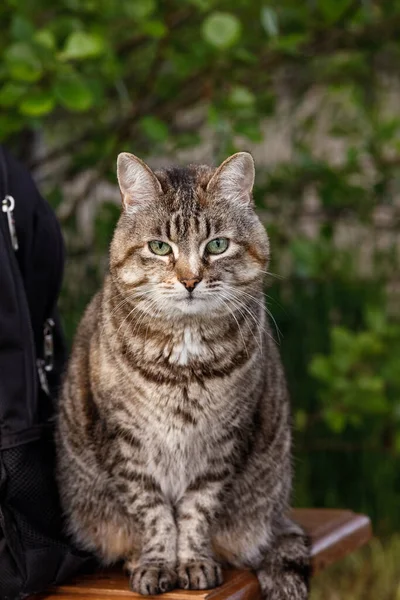 一只长着绿眼睛的胖胖的猫坐在街上的长椅上 免版税图库照片